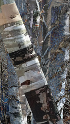 Birch World